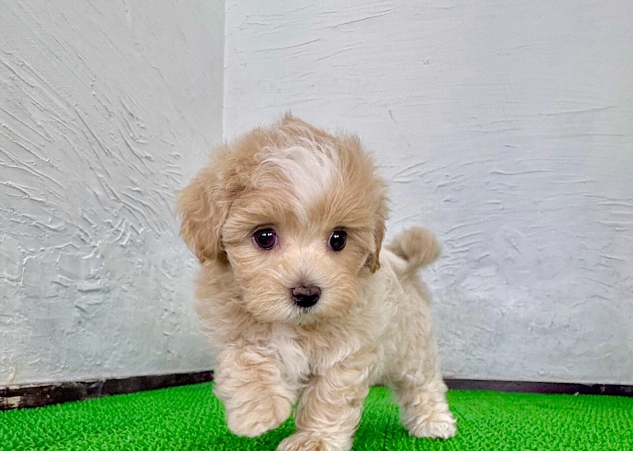 マルプーの子犬
