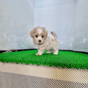 ドルチェちゃん の写真